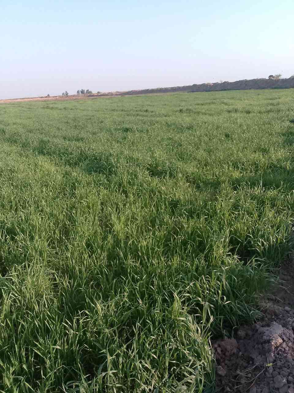 السلام عليكم أرض چات للضمان المساحة 30 المكان واسط قضاء الحي منطقة السايبه للاستفسار الاتصال على الرقم ***********
