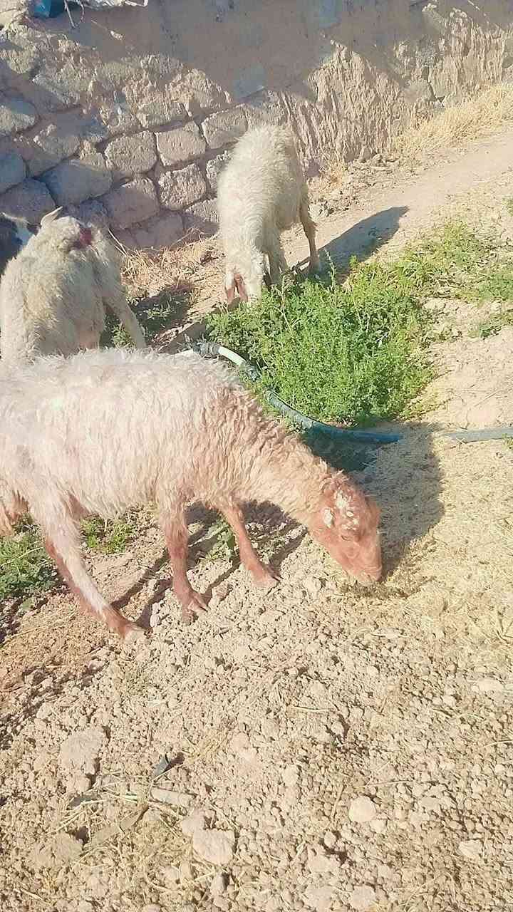 اسلام عليكم للبيع نعاج العدد 3 محنيات سعرهن كلهن شلع 530   للاستفسار  على رقم الهاتف *********** المكان اسديره الفياض
