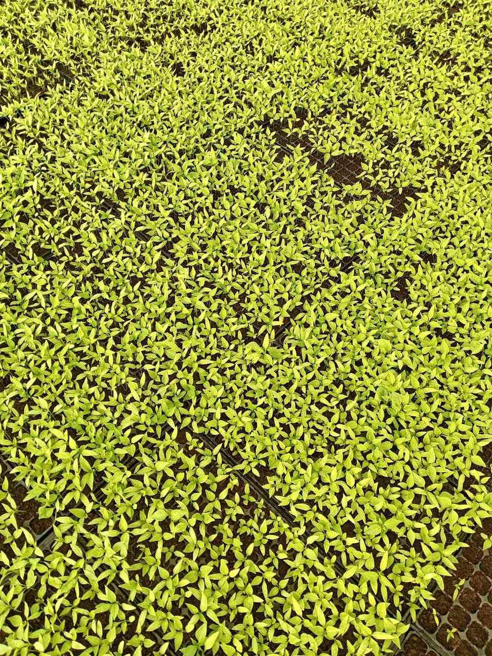 سلام عليكم أنواع شتل متوفر للبيع فلفل بدنجان طماطة كل درحة اولى  اتصل رقم ***********
