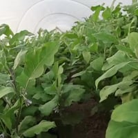 الرداسية • باذنجان • السيلازل