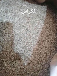 محلات هيثم • بذور الڭراس • شعير صيفي