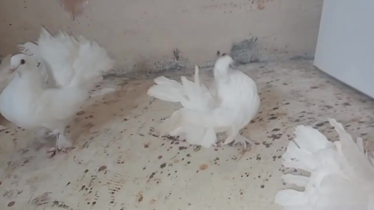 متاح طيور زينه للبيع مكاني ديالى جلولاء شراي راسلني خاص وتدلل


**إذا كنت صاحب هذا الإعلان وتريد حذفه لأي سبب، رجاءا أرسل رسالة إلى الدعم الفني**