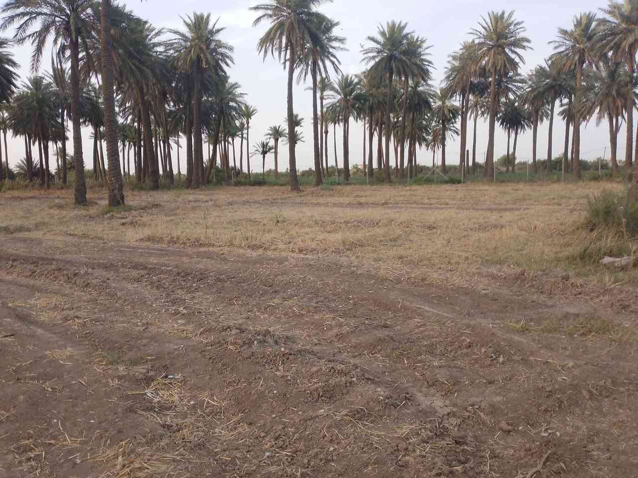 سلام عليكم يوجد أرض زراعيه للبيع المساحه خمسه دونم العنوان كوت اليوسفيه الاستفسار ***********
