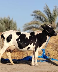 بقرة • دابه حلوب • بقرة حلوب • ماشية • حليب • عجل