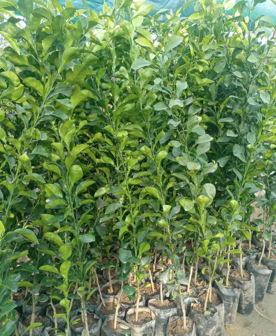 السلام  عليكم ورحمة الله وبركاته
مع بداية موسم الزراعة 🌱
يتوفر لدينا عرض خاص: 5 شتلات أشجار مثمرة (رمان، تكي، تين، زيتون، نارنج)
مناسبة للحدائق، طول الشتلة متر 
بسعر مميز: 20 ألف دينار فقط
🚚 توصيل مجاني لجميع المحافظات
📞 للتواصل عبر واتساب: ***********
***********
