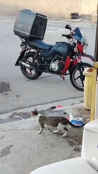 بوكسر • ٢٠٢١ • اوراق كامله