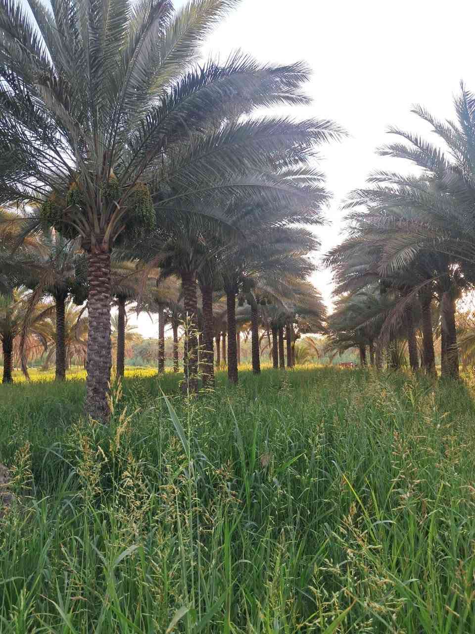 السلام عليكم
بستان للبيع  مكان (كربلاء قضاء الحسينية) مساحة اقل الدونم ١٨٧٥ متر يبعد عن مركز المدنية 23 كيلومتر ويبعد عن الشارع الحسينية ٢كيلومتر تحويل مباشر باسم المشتري سند 25 ارض كافة الخدمات تبليط وماء تصلح منتجع او سكن سعر 115 قابل للتفاوض 

للاستفسار اتصل ***********
