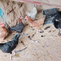 دجاج عربي • دجاج بياض • دجاج للبيع • دجاج حي • فروخ بياضة • دواجن بياض...