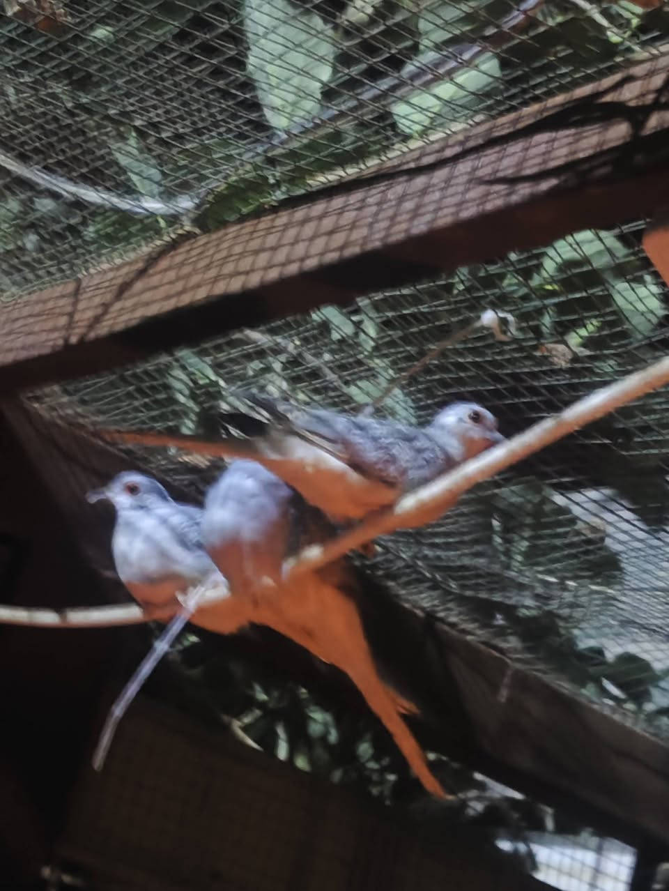 متاح فاخت ملي زوج معا بتاتهن 3
زوج جاوه بلبلي
زوج فنجس سوبر جامبو +ذكر
قضاء المدينه ***********
