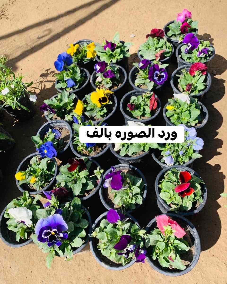 #موسميات #سعر #داخل #صور


**إذا كنت صاحب هذا الإعلان وتريد حذفه لأي سبب، رجاءا أرسل رسالة إلى الدعم الفني**