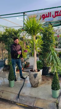 مشتل • نباتات ظل • الموصل الكرامة