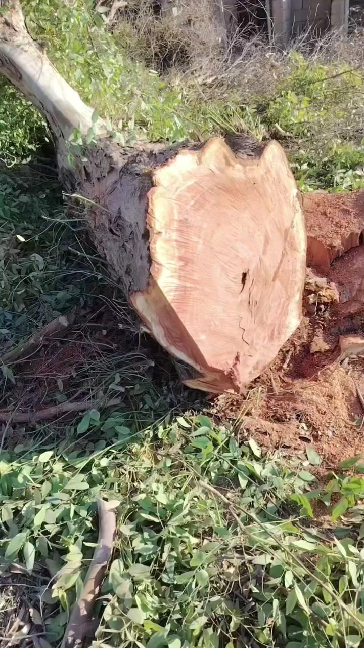 *********** ***********
السلام عليكم قطع شجر بغداد كل ما كل بغداد قطع شجر وين ما كان بالعرب واتصل على من الارقام خابروني
