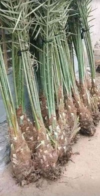 متوفر فسيل خضراوي وتبرزل وخستاوي وجسب ويوجد توصيل وشتل المزارع للستفسا...