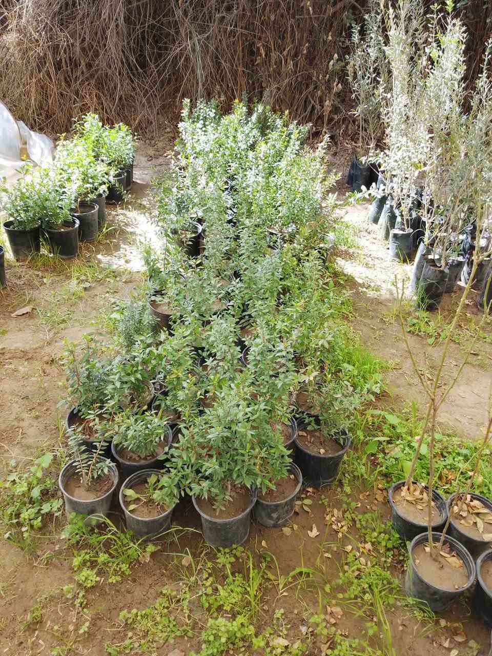 مرحبا بكم في مشتل التساهل مشتل الحاج مؤيد نصار العنوان قضاء الفجر الصوب الثاني شارع الشط لدينا  انواع الاشجار والنخيل 
‏‪***********‬‏
