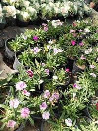 يالله يارزاق المشتل الصغير متوفر خدمه توصيل للحجز والاستفسار 077057010...