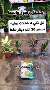 ٤ نباتات ضلية • هدية بتموس هولندي • مشتل زهور واسط