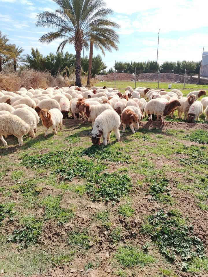 جزارة عمر ابو انس البيع الخرفان الغربيه متوفر الدينا كافه اوزان العنوان أربيل طريق كركوك قرب بيت الأبيض
التواصل داخل اربيل فقط أجور توصيل حسب مكان
***********
***********
***********
