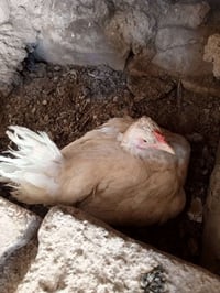 دجاجتين • عرب كاركات • من دون بيض