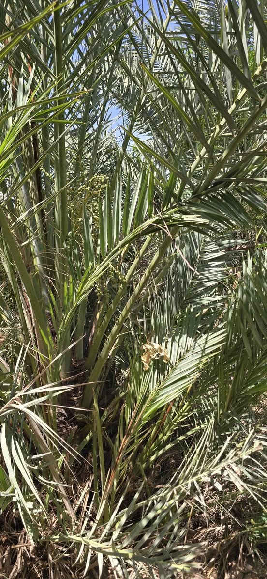 بستان للبيع ٤ونص دونم صوب بني ركاب طريق سيد مناحي قرب مدرسة الرسول الأعظم أنوع الشجاروالنخيل متوفره كل خدمات تبليط كهرباء وماء ***********وبه وتساب
