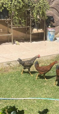 دجاج • ديك • أكبر
