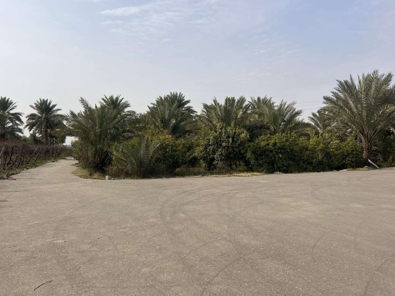 السلام عليكم
محتاج فلاح مزرعه كامله من حمضيات ( برتقال رارنجي ،لومي حامض عراقي ) . ونخل (خضراوي ،زهدي،خستاوي،سكري )حمال وعنب(حلواني )في صلاح الدين تكريت منطقة البوعجيل للتواصل ***********
