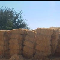 كبس تبن گفر للبيع طول متر مضغوط واصل البيت 07780703057 07867128249