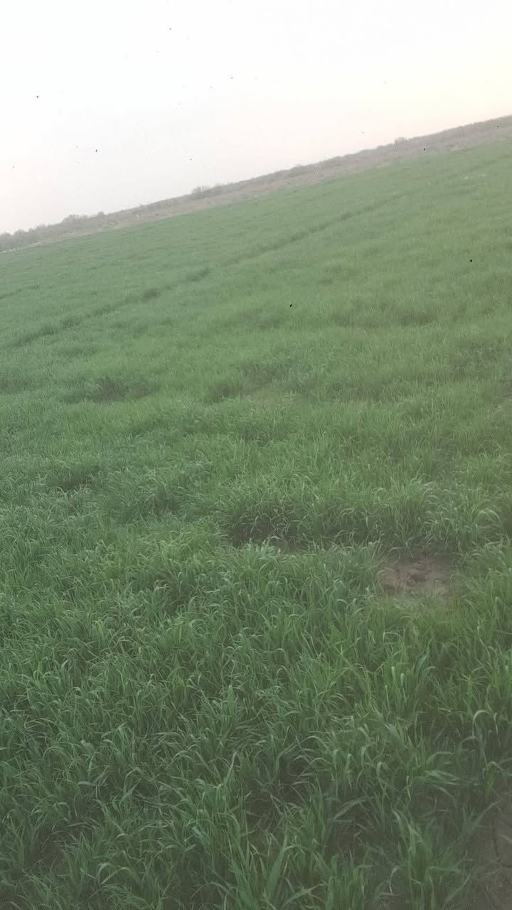 ارض زراعيه ٥٠٠ دونم عقد زراعي قانون ٣٥ متوفر ماء كهرباء تبعد عن التبليط ١٨٠٠ متر وعن الشارع العام ٨ كيلو متر وعن مركز المدينه ٢٥ كيلو متر .واسط كوت طريق الدجيلي كيلو ١٧ شاخه ٣ .سعر الدونم ٧٥٠ قفل ***********.سيد مسلم المكصوصي
