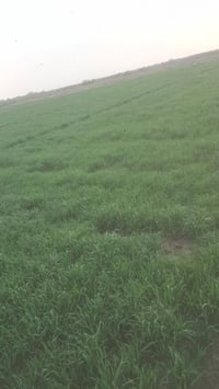 ٥٠٠دونم • واسط كوت • عقد زراعي