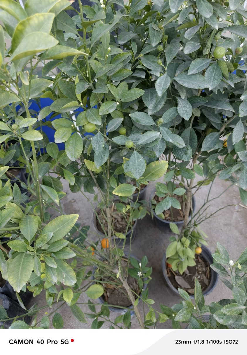 متوفر لالنك صيني درجه اولى في مشتل شهاب الزراعي


**إذا كنت صاحب هذا الإعلان وتريد حذفه لأي سبب، رجاءا أرسل رسالة إلى الدعم الفني**