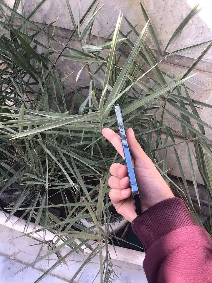 12برو ماكس ذاكرة 256 بطارية 80 جهاز مامبدل بي كلشي شرق اوسط AA/A نهايته ٤٠٠ قفل المكان بغداد


**إذا كنت صاحب هذا الإعلان وتريد حذفه لأي سبب، رجاءا أرسل رسالة إلى الدعم الفني**