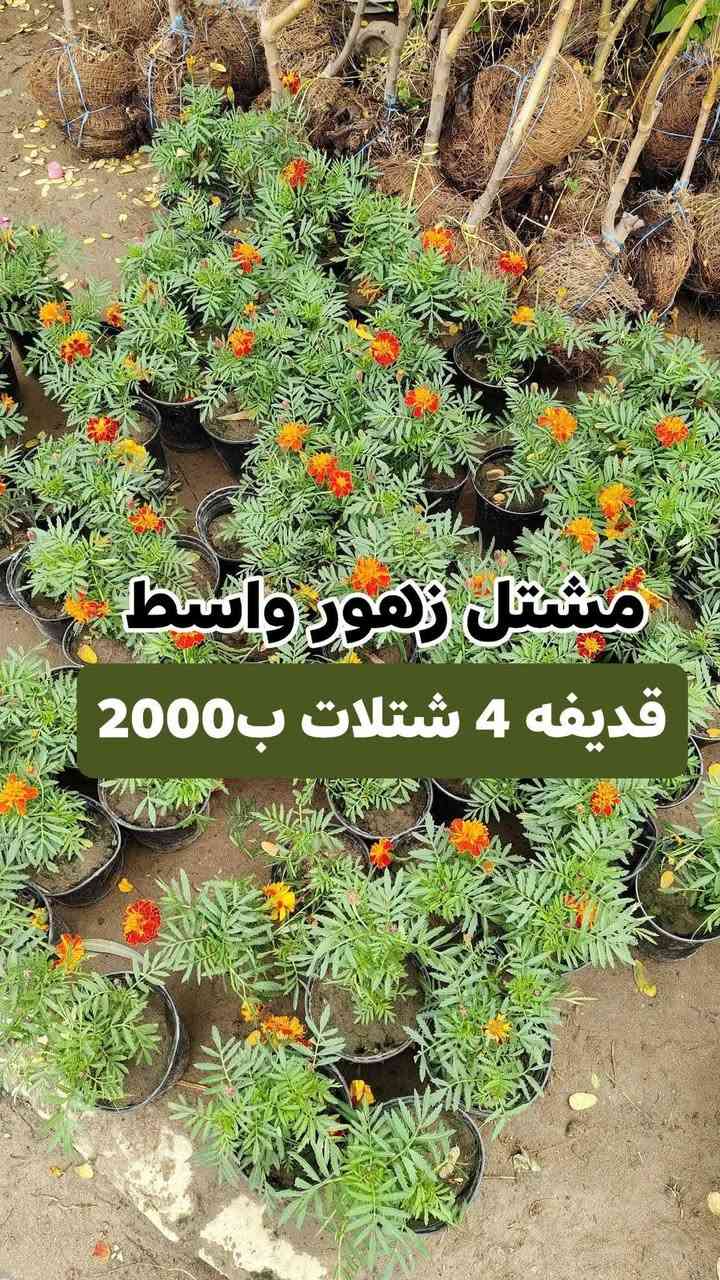 عروض رمضان مستمرين وياكم بالعروض 3 شتلات بسعر 5000 دينار واكو 4شتلات ب 2000 دينار
مشتل زهور واسط 🌸
📍 العنوان: الكوت - فلكة الحاوي - شارع مجمع دمشق الطبي.
🚚 خدمة التوصيل: متوفرة داخل مدينة الكوت فقط.*********** واتساب 
نستقبلكم بكل حب لتزيين منازلكم بأجمل أنواع الزهور والنباتات.
يفتح المشتل طيله ايام الاسبوع من الساعه 7:00 صباحا والى الساعه 11:00 ليلأ
