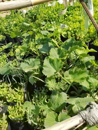 ورحمه الله وبركاته يوجد شتل  1-باذنجان اخضر وباذنجان اسود  2-فلفل حلو ...