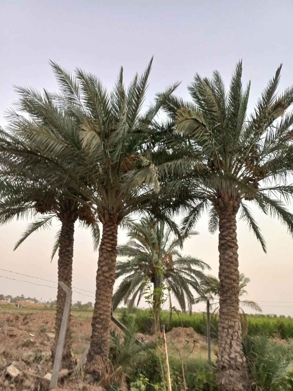 السلام عليكم 
توجد أرض زراعية للبيع سند 25 /مساحتها 2 دونم وتتوفر فيها جميع الخدمات المطلوبة من تبليط و كهرباء ومياه ثلاثة انوع (بئر واسالة ونهر) ومسيجة بلكامل وفيها انواع الأشجار المثمرة وترهم أمراوس. موقعها ديالى /ناحية كنعان للاستفسار الاتصال على ***********
