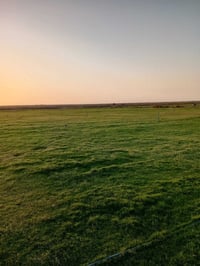 ثيل طبيعي جميع الانواع والتوصيل لجميع المحافظات لتواصل عل رقم 07771321...