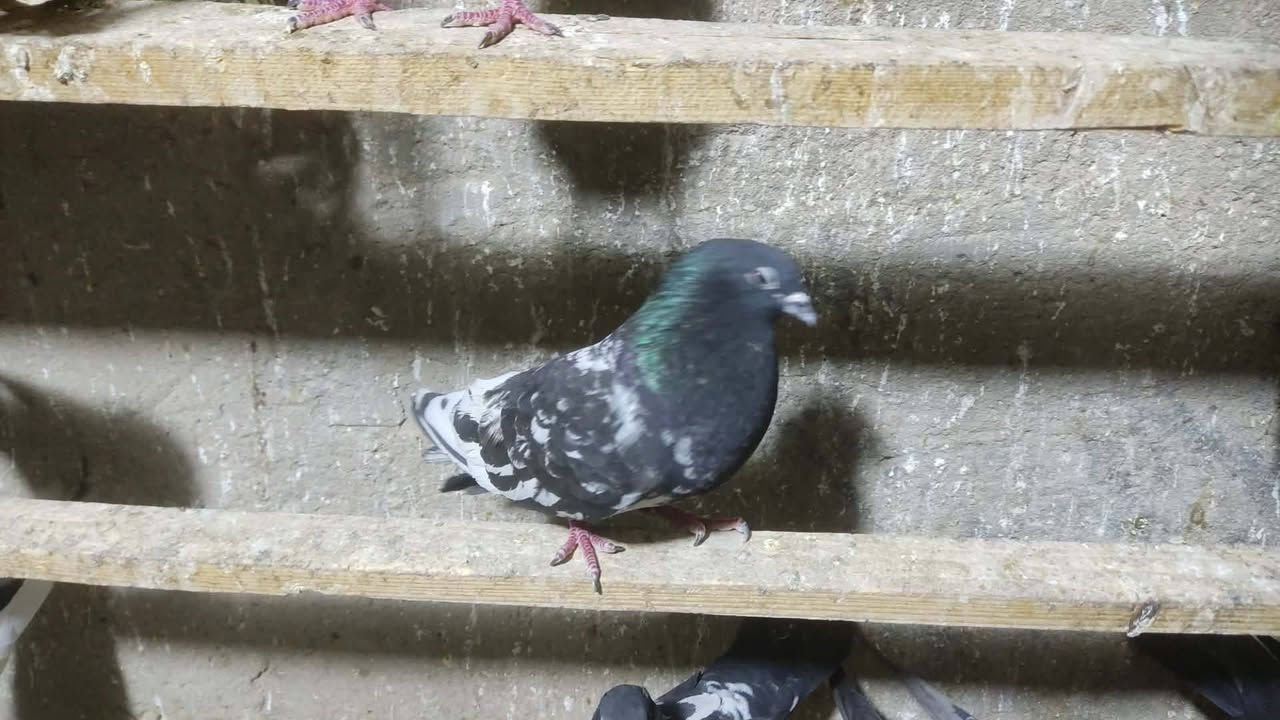 سلام عليكم ورحمه متاح تور العدد ١٤ تك سعر الزوج ب ٧ وبيهن مجال مكاني جسر ديالى العريفيه


**إذا كنت صاحب هذا الإعلان وتريد حذفه لأي سبب، رجاءا أرسل رسالة إلى الدعم الفني**