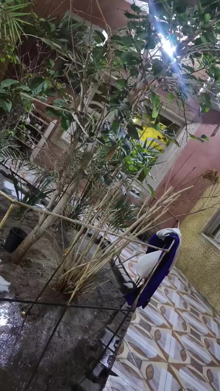 ماكس قجمه كفاله عامه جاهزه مجهزه قره يلا تراسل بلاد بلاد بلاد ما مفتوحه بس كابريته تجاري فقط كلها ختم واحد ما بيه شي تجاري بعد سعر 750 مكاني بصره أبي لخصيب وتسابي ***********
