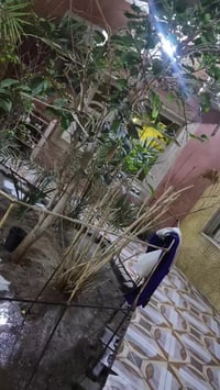 ماكس • كفالة عامة • بصرة أبي الخصيب