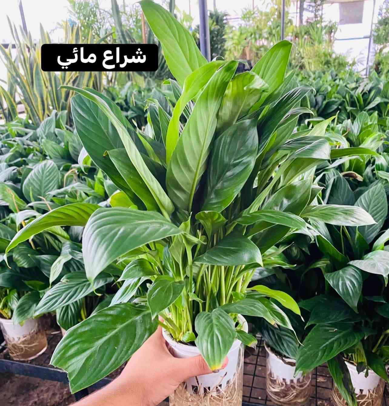 🌿 حوّل بيتك إلى واحة من الراحة.. أفضل النباتات الظلية للمبتدئين! 🏠✨
هل تبحث عن لمسة طبيعية تُغير شكل غرفتك وتُحسن حالتك المزاجية؟ النباتات الظلية ليست مجرد ديكور، بل هي رئة إضافية لبيتك وتساعد في تنقية الهواء وتقليل التوتر. 🧘‍♂️💚
إليك قائمة بأجمل وأسهل النباتات التي يمكنك البدء بها:
1️⃣ نبات جلد النمر 

 * لماذا تختاره؟ "النبات الذي لا يموت بسهولة". مثالي للمبتدئين لأنه يتحمل قلة الإضاءة والعطش لفترات طويلة.
 * فائدته: رائع في تنقية الهواء من السموم ليلاً.
2️⃣ نبات البوتس 
 🌱
 * لماذا تختاره؟ نبات متسلق سريع النمو، يعطي مظراً جمالياً رائعاً عند وضعه على الأرفف العالية.
 * فائدته: سهل الإكثار، يمكنك أخذ "عقلة" منه ووضعها في الماء لتنمو من جديد.
3️⃣ نبات الزاميا 
 💎
 * لماذا تختاره؟ يتميز بأوراقه الخضراء الداكنة واللامعة التي تبدو وكأنها مصنوعة من الشمع.
 * فائدته: صبور جداً ويتحمل الأماكن التي تفتقر للإضاءة الطبيعية.
4️⃣ زنبق السلام 

 * لماذا تختاره؟ لمحبي الزهور، فهو ينتج زهوراً بيضاء أنيقة وجميلة.
 * فائدته: يخبرك بنفسه متى يحتاج للماء (تذبل أوراقه قليلاً لتنبهك)، وبمجرد سقيه يعود للحياة!
✨ نصائح سريعة للعناية بنباتاتك:
 * الإضاءة: النباتات الظلية تحب الضوء "غير المباشر" (بجانب النافذة مثلاً).
 * الري: القاعدة الذهبية هي (لا تسقِ النبات إلا إذا جفت التربة)، كثرة الماء هي العدو الأول للجذور.
 * النظافة: امسح الغبار عن الأوراق بقطعة قماش مبللة لتسمح للنبتة بالتنفس.
💬 وأنت.. ما هي نبتتك المفضلة في المنزل؟ شاركنا صورتها في التعليقات لنستمتع بجمالها! 👇
#نباتات_ظلية #ديكور_منزلي #طبيعة #زراعة_منزلية #نباتات_داخلية #GreenHome
هل ترغب في تعديل أي جزء؟
أستطيع تخصيص المنشور أكثر إذا كنت تريد التركيز على:
 * نباتات معينة بالأسماء.
 * نصائح لعلاج مشاكل النباتات (اصفرار الأوراق مثلاً).
اي استفسار اتواصل معنا واتساب 
***********
او زياره مشتلنا
 النجف الاشرف المناذره قرب مطعم وحدائق الساقي
