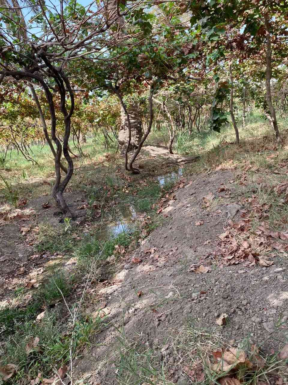 بستان ٣،دونم  طابو زراعي سند ٢٥ مغروسه انواع الفواكه ( تين ،عنب ،تفاح ،نخيل ) فيها بئر ماء صالح للشرب و منظومة سقي 
كافة الخدمات متوفره ماء وكهرباء 
تباع كلها او دونم واحد او نص دونم
تبعد عن الشارع 700 متر
#الحله_منطقه_هوى_الشام
للتواصل 
***********
