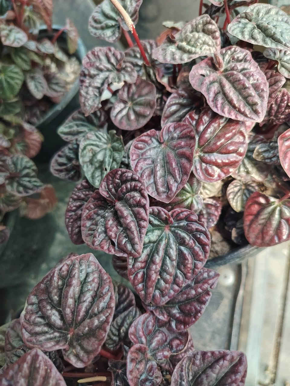 متوفر في مشتل جنة النباتات
الفتونيا (Fittonia)
:هو نبات عشبي صغير ذو أوراق حمراء أرجوانية أو مستديرة، تتميز بعروقها الملونة والجذابة التي تتراوح ألوانها بين الأبيض، الوردي، والأحمر الفاتح، على خلفية خضراء داكنة. هذه العروق البارزة هي السمة المميزة للنبات وتمنحه جمالاً فريداً.

الرعاية:

الإضاءة:يفضل الإضاءة الساطعة غير المباشرة. 
الري:يحتاج إلى تربة رطبة باستمرار، ولكن دون إغراق. يجب الري عندما يبدأ السطح العلوي للتربة بالجفاف. يعتبر الجفاف الشديد سبباً رئيسياً لتدلي الأوراق وذبولها، لكنها عادة ما تنتعش بعد الري.
الرطوبة:الفتونيا عاشقة للرطوبة العالية. يمكن تحقيق ذلك عن طريق رش الأوراق بانتظام بالماء، وضع الأصيص فوق صينية حصى مبللة، أو استخدام جهاز ترطيب الجو.
📍 الموقع.: بغداد _سبع ابكار_مقابل ديوان الوقف السني 
📞 للتواصل : *********** 📱
