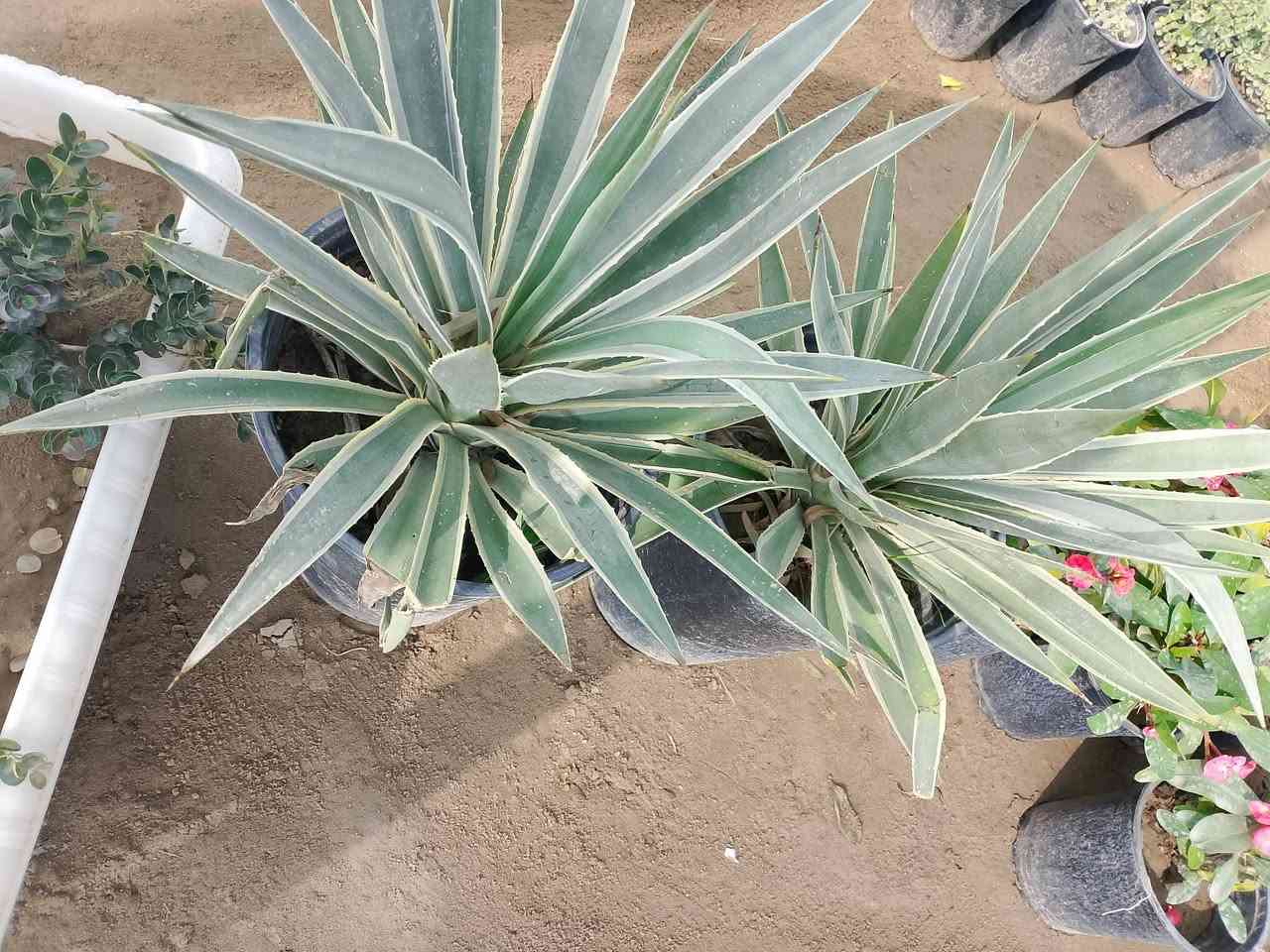 (بسم الله))
((مشتل الأنوار))🌻🌷🌵
يعلن مشتل الأنوار عن توفير كافة النباتات الزينه والنباتات الداخلية والحمضيات داخل المشتل وبأسعار تنافسيه 🔥🔥
زورونأ في العنوان الدائم🔥🔥
العنوان الصويره الشارع العام  مجاور مجمع أبو زهراء للسيراميك 🔥🔥 
للتفاصيل اكثر داخل الصور 
ويوجود خدمه توصيل  🚛 🚚 🚗


**إذا كنت صاحب هذا الإعلان وتريد حذفه لأي سبب، رجاءا أرسل رسالة إلى الدعم الفني**