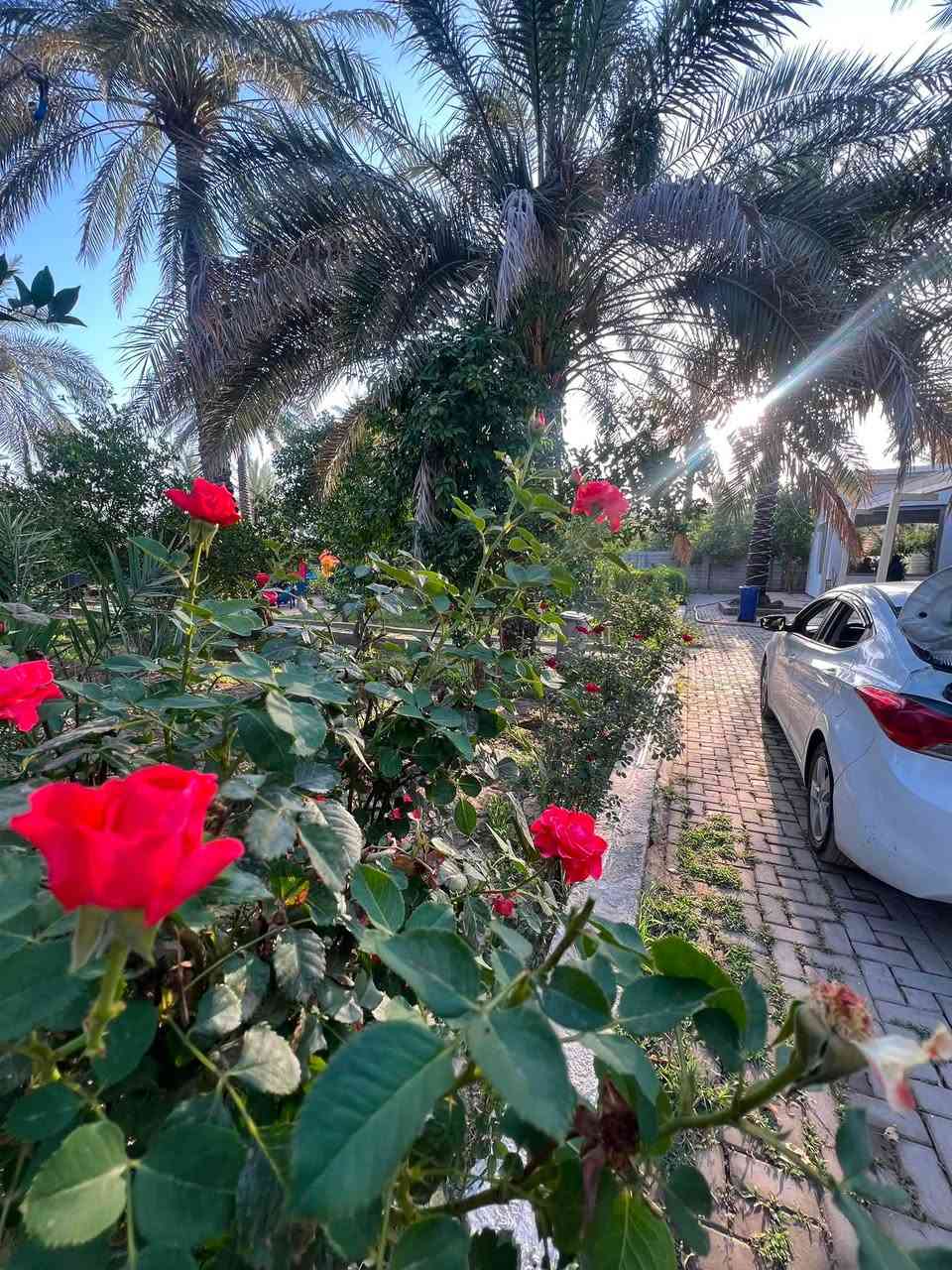للبيع مزرعة دونم 2500 متر في بغداد الراشديه منطقة الابو حياة مكونه من بيت ونخل وحمضيات ومحميه جدا كبيره ومسبح 7 في 7 وبير ومكان للمشاوي الواجهه 60 نزال 37 السعر 600 مليون للاتصال ***********
