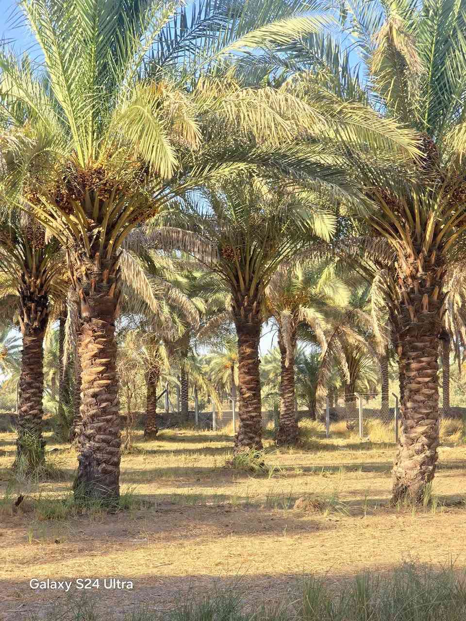 السلام عليكم
قطعه مساحه نص دونم 
السند 25 تحويل مباشر
وبيها مغروزات اكثر من نوع
مواقع خلف جامعة بابل 
يم المرقد نبي الله ابراهيم الخليل
 تبعد عن الشارع العام مسافه قليه جداا 
متواجد كافة الخدمات من ناحيه
الماء وكهرباء ماء سقي 
لاستفسار اكثر الاتصال على الاقام التاليه
***********

‏‪
