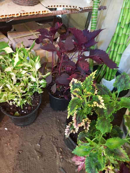 🥀🥀🥀🥀🥀مشتل الجمعيه 🥀🥀🥀
يتوفر لدينا مجموعه انواع من الظليات الداخلية
بتموس هولندي..قاروره..سندان فخار وسيراميك
الدجيل الجمعيه خلف الدفاع المدني 💯 
للاستفسار *********** واتساب مازنجر 
توجد لدينا خدمه توصيل داخل الدجيل 💯
