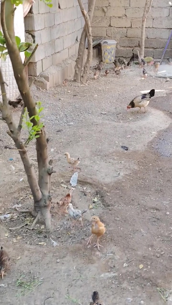 اللهم صلي على محمد واله محمد متاح افراخ كويتي خبط عمر شهرين ونص دندراوي فري وكحلي ومطوك وشمسي سعر تك ب٤ الف كميه بيه مجال انشالله دجاج كله مفسر دجاجه والديج دجاج صحه ونشاط وخير من الله ماخذ جميع كورس لقاحات والفيتامينات مكاني بلد صلاح الدين للاتصال ***********
