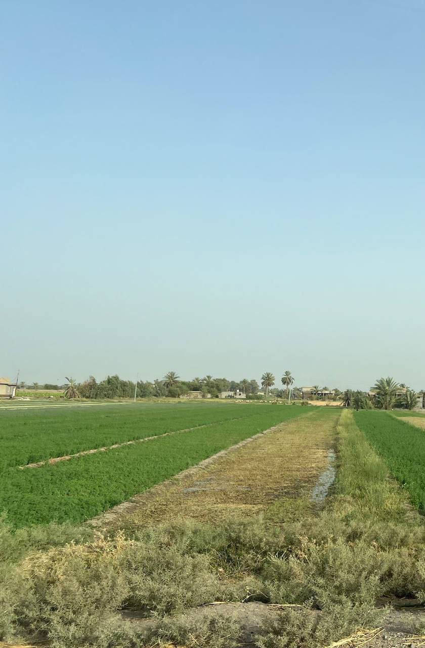 للبيع أرض  بمساحة 24دوانم في موقع متميز وهادئ. 200 متر عن التبليط
​📍 الموقع: سبع البور - ذراع دجلة - منطقة الشيخ عامر قرب سوك الشيخ عامر 
​📜 : طابو ملك صرف  فتح بيان فوري.
​💰 السعر: الدونم. الواحد 34 مليون وبي مجال 
​🚜 المميزات:
​خدمات كاملة (كهرباء، ماء سقي).
​موقع حيوي قريبه من مدرسة.
​تبعد 12 دقيقة عن السوق وبنات الحسن.
​🤝 الضمان: شرطنا الأساسي (ما تدفع ولا فلس إلا بعد فتح البيان في دائرة الطابو باسمك).
​📞 للاستفسار والتواصل (واتساب):
***********
***********
