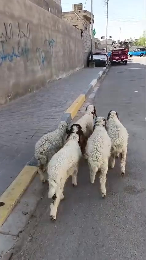 ياالله رقم الموبايل ***********
