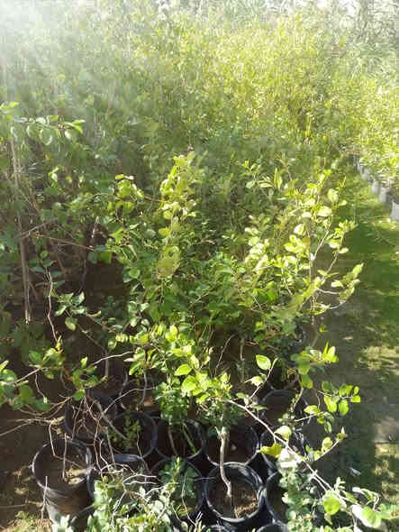 سلام عليكم
موجود كافت لخدمات من تنضيف حدايق وحش ورباث الحديقه وزراعه جميع الشجار مثل لسدر ول نخيل والورود 
رقم الهاتف ***********
