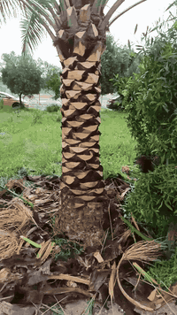 تكريب نخيل • تلقيح نخيل • كركوك ـ دوز ـ سلمان بيك