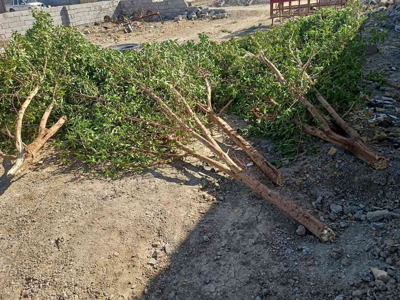 سلام عليكم خشب للبيع
***********
